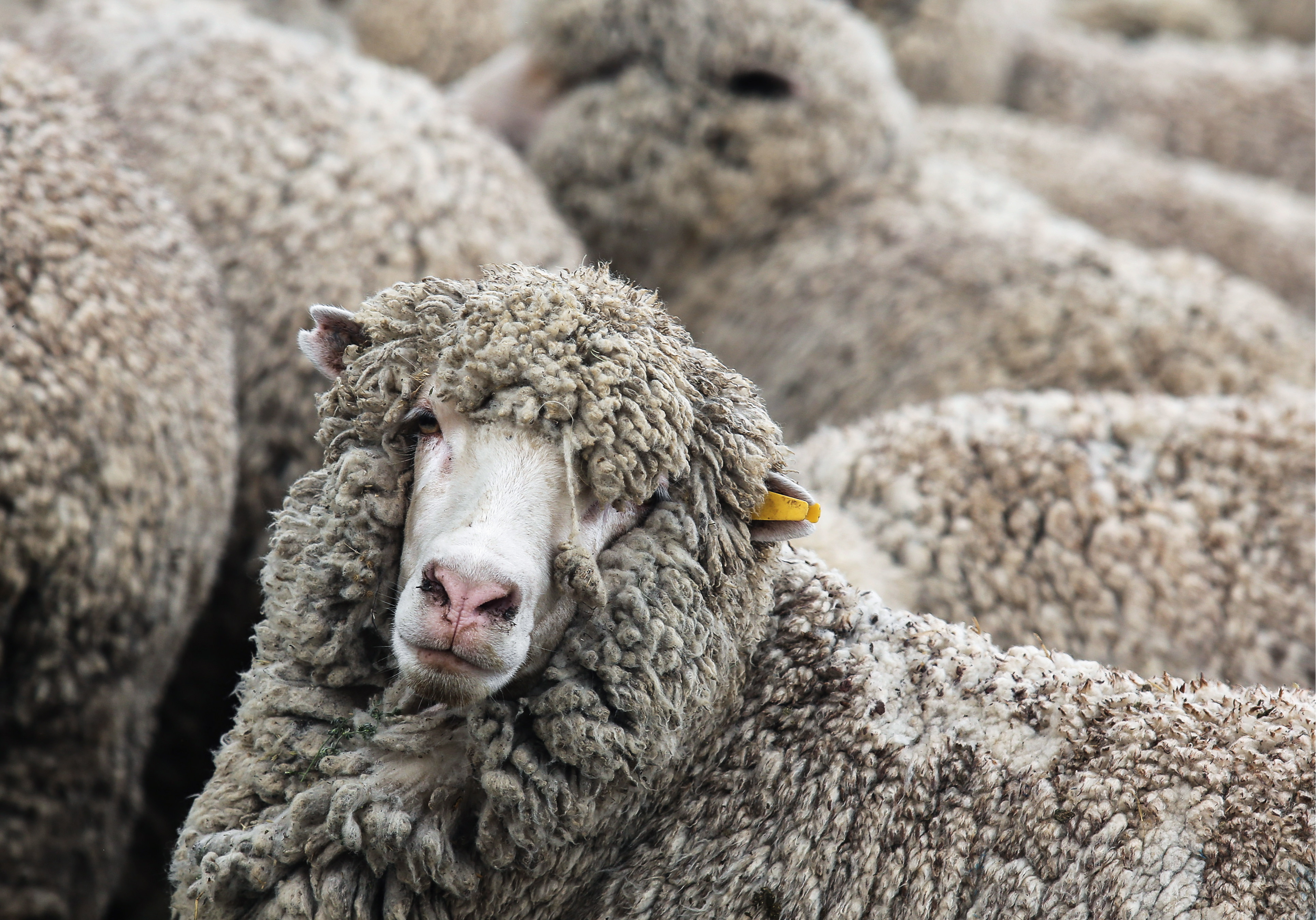 Дагестанская Горная порода овец