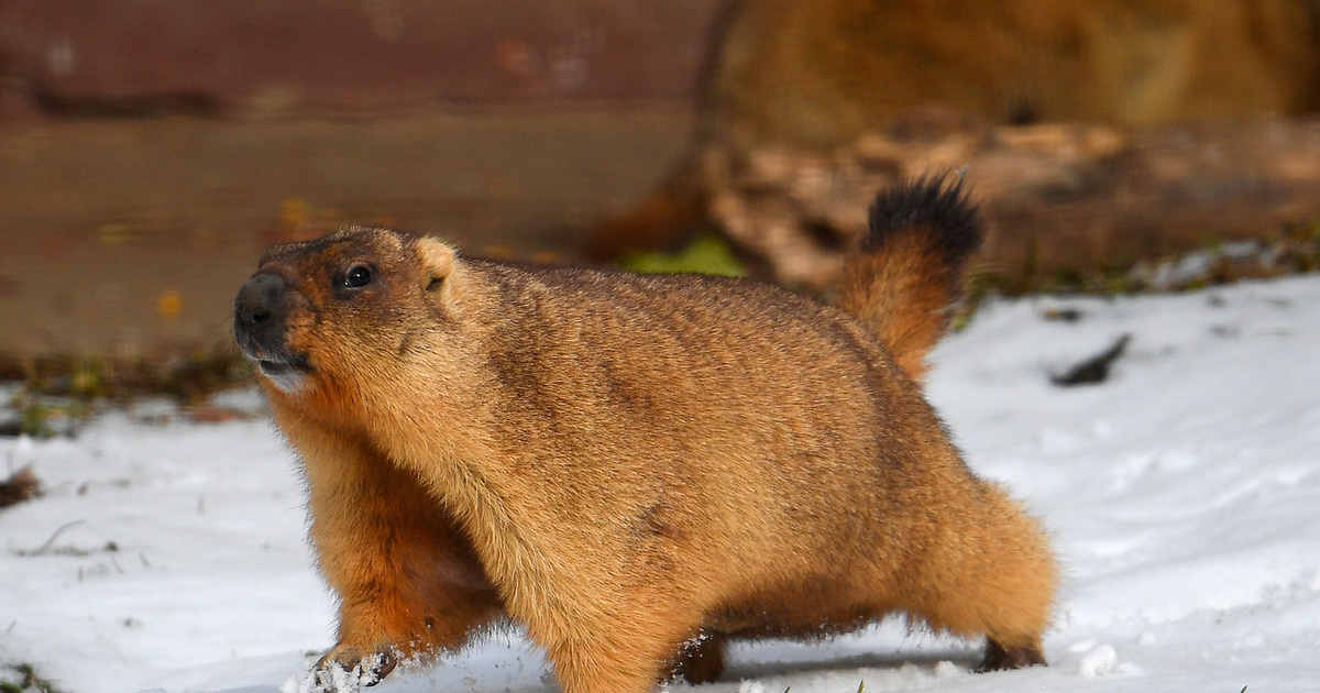 Marmot Интернет Магазин День Сурка Marmot Интернет Магазин День Сурка