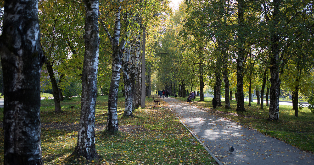 Муромский лес белгород фото