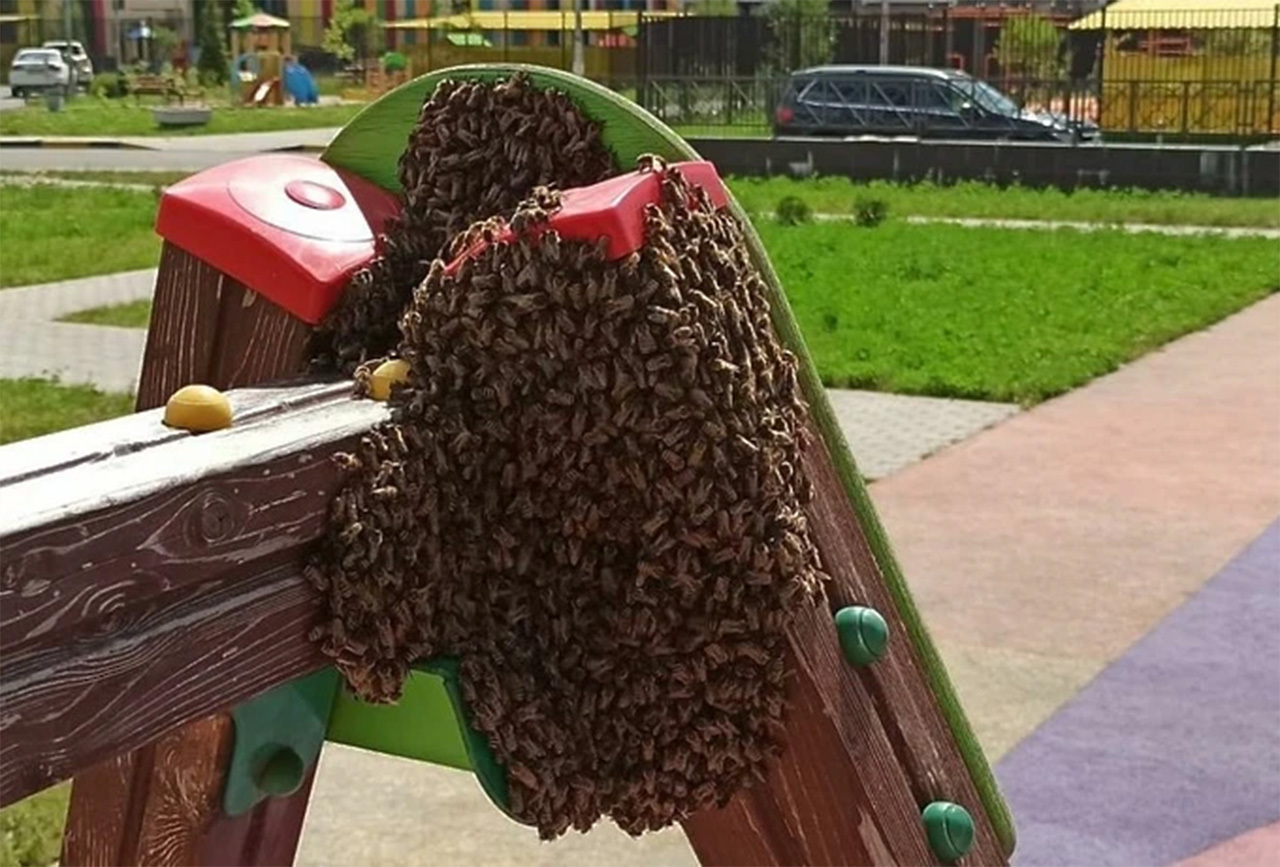 Малика осиное гнездо. Заброшенные осиные гнезда. Осиное гнездо телеграмм. Брошенное осиное гнездо. Осиное гнездо заброшиное.