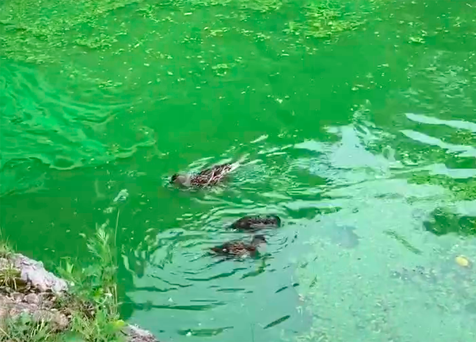 Какая зеленая вода. Зелёная кислотная вода. Зеленая вода в реке. Вода зеленого цвета в речке. Москва река кислотная.