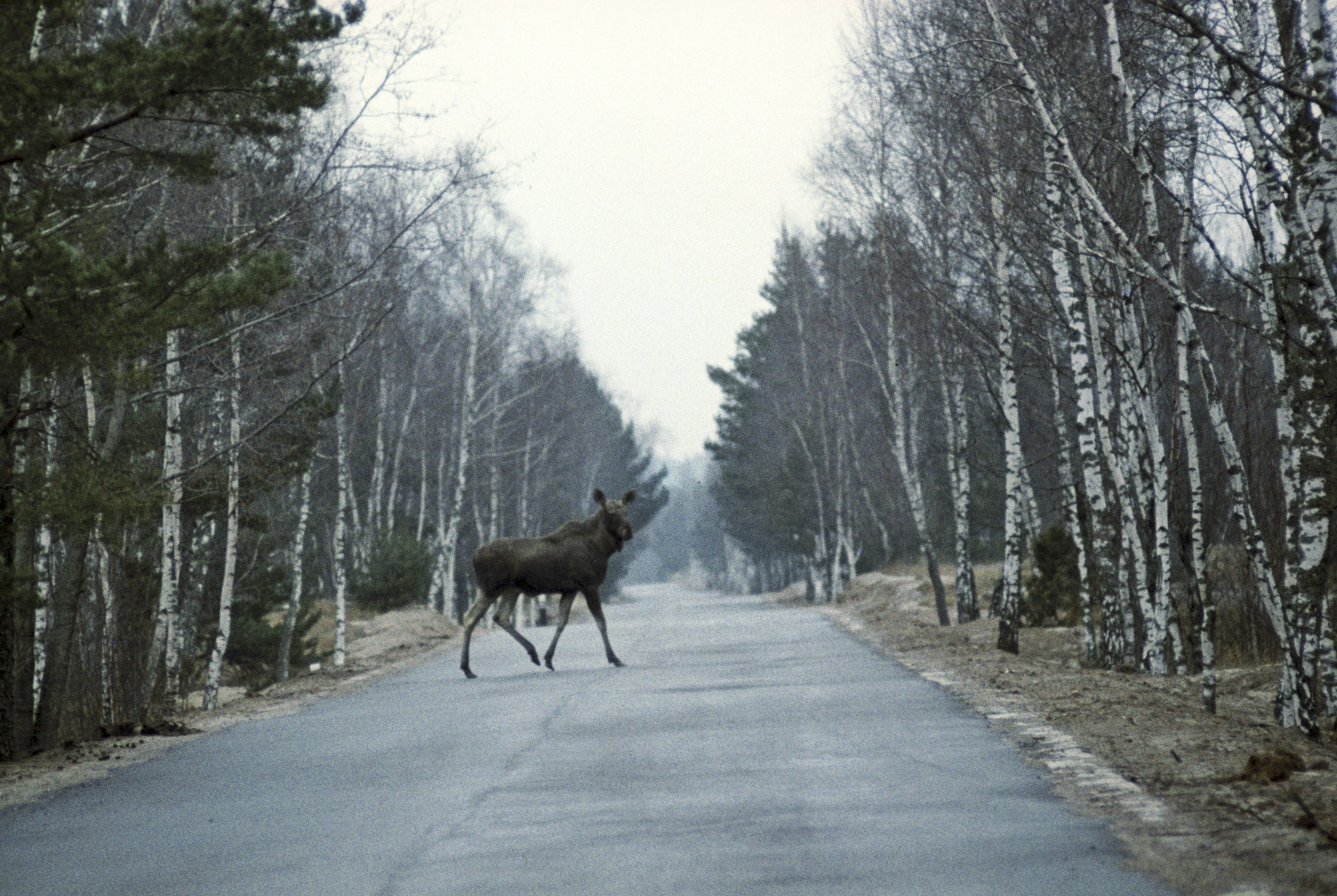 Фото лося на дороге