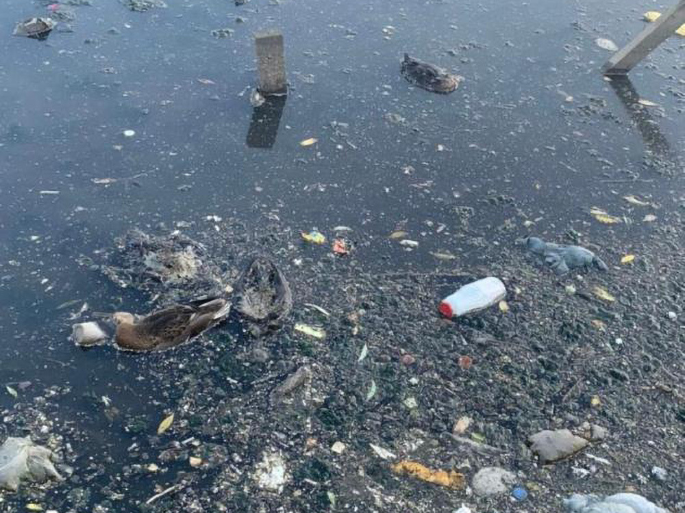Загрязнение пруда в Москве привело к уголовному делу