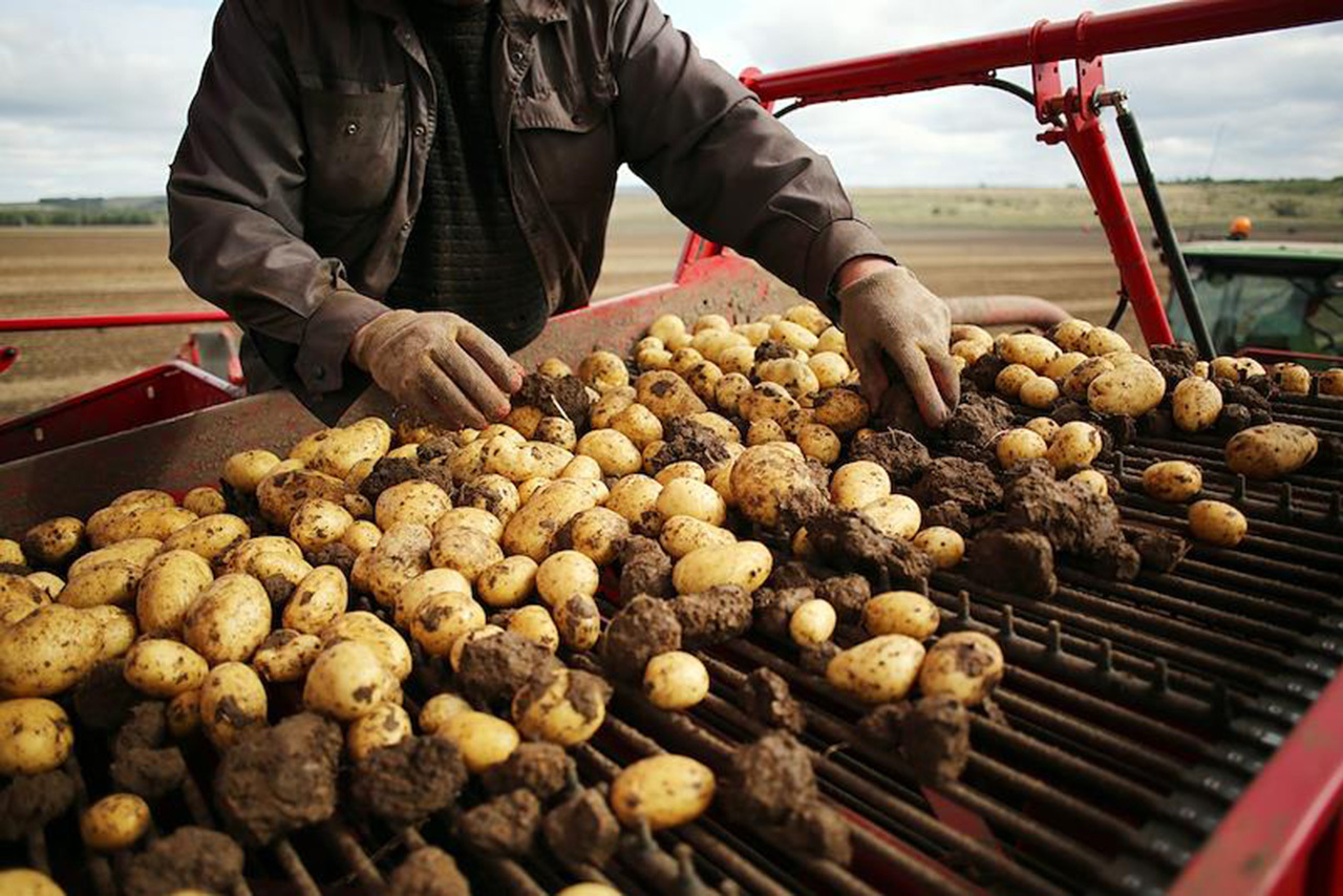 Владелец овощного ларька украл тонны картофеля в Подмосковье