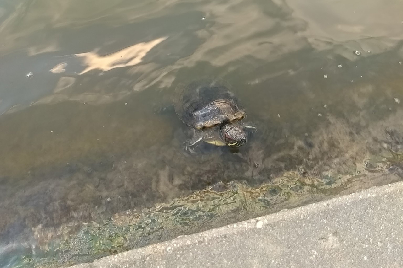 Судьба красноухой черепахи в московском пруду взволновала пользователей сети