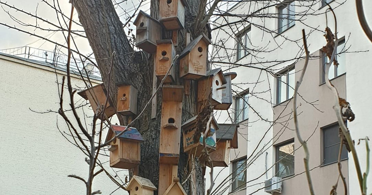 В Москве обнаружили «китайский квартал» для птиц - Мослента