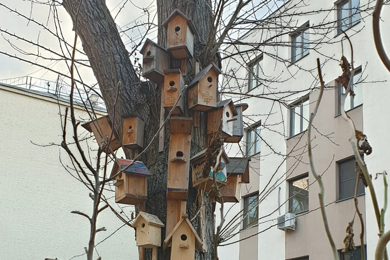В Москве обнаружили «китайский квартал» для птиц