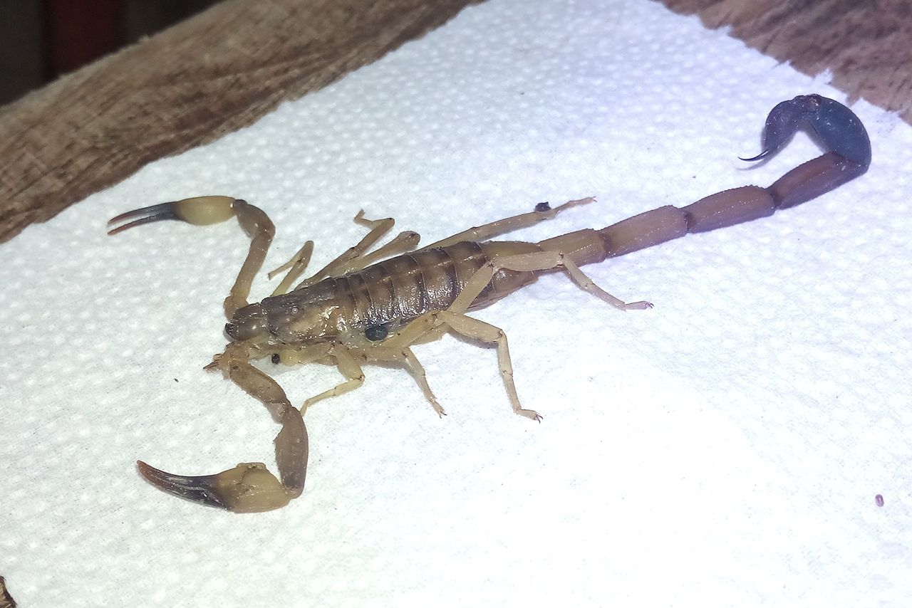 Подмосковная школьница обнаружила скорпиона в мешке с игрушками