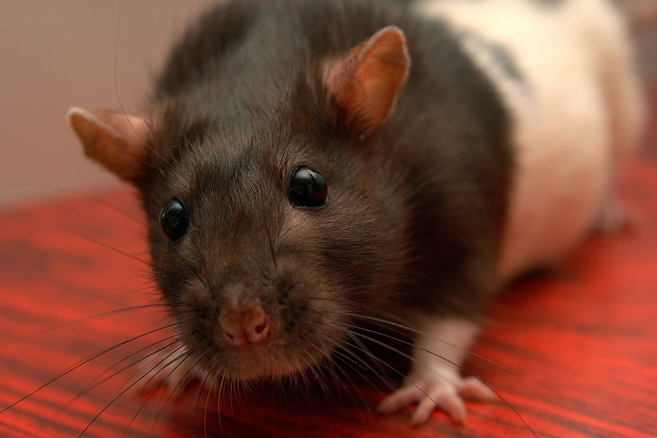 Россиянка решила отправить свою крысу на свидание и получила советы