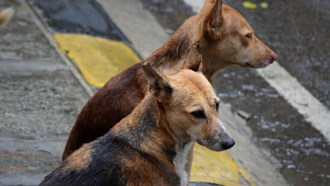 Жителям Подмосковья предложили выдавать отпугиватели от бездомных собак .