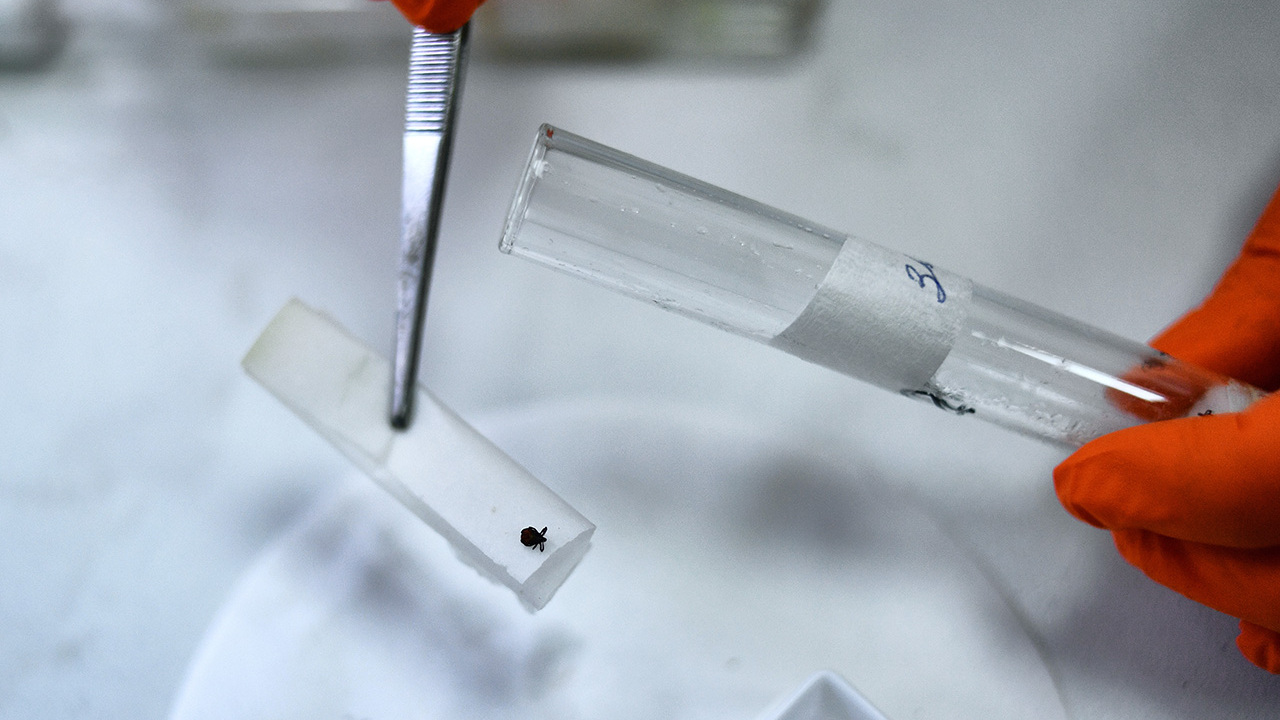 Биолог перечислила порядок действий при укусе клеща - Мослента