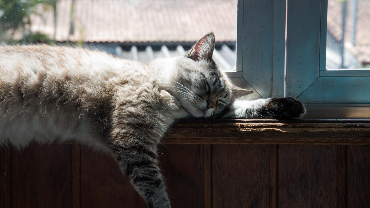 Ветеринар посоветовал отказаться от сна рядом с домашними кошками ...