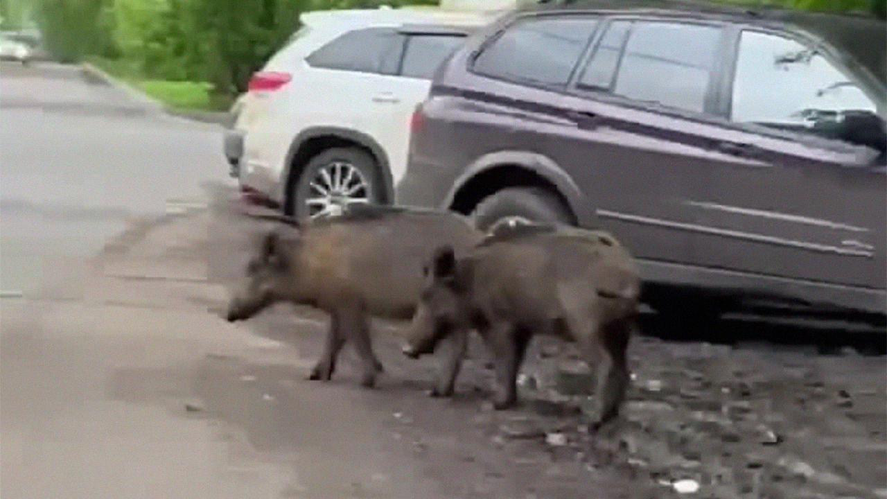 Мытищи кабаны. Кабан в городе. Дикий кабан в России.