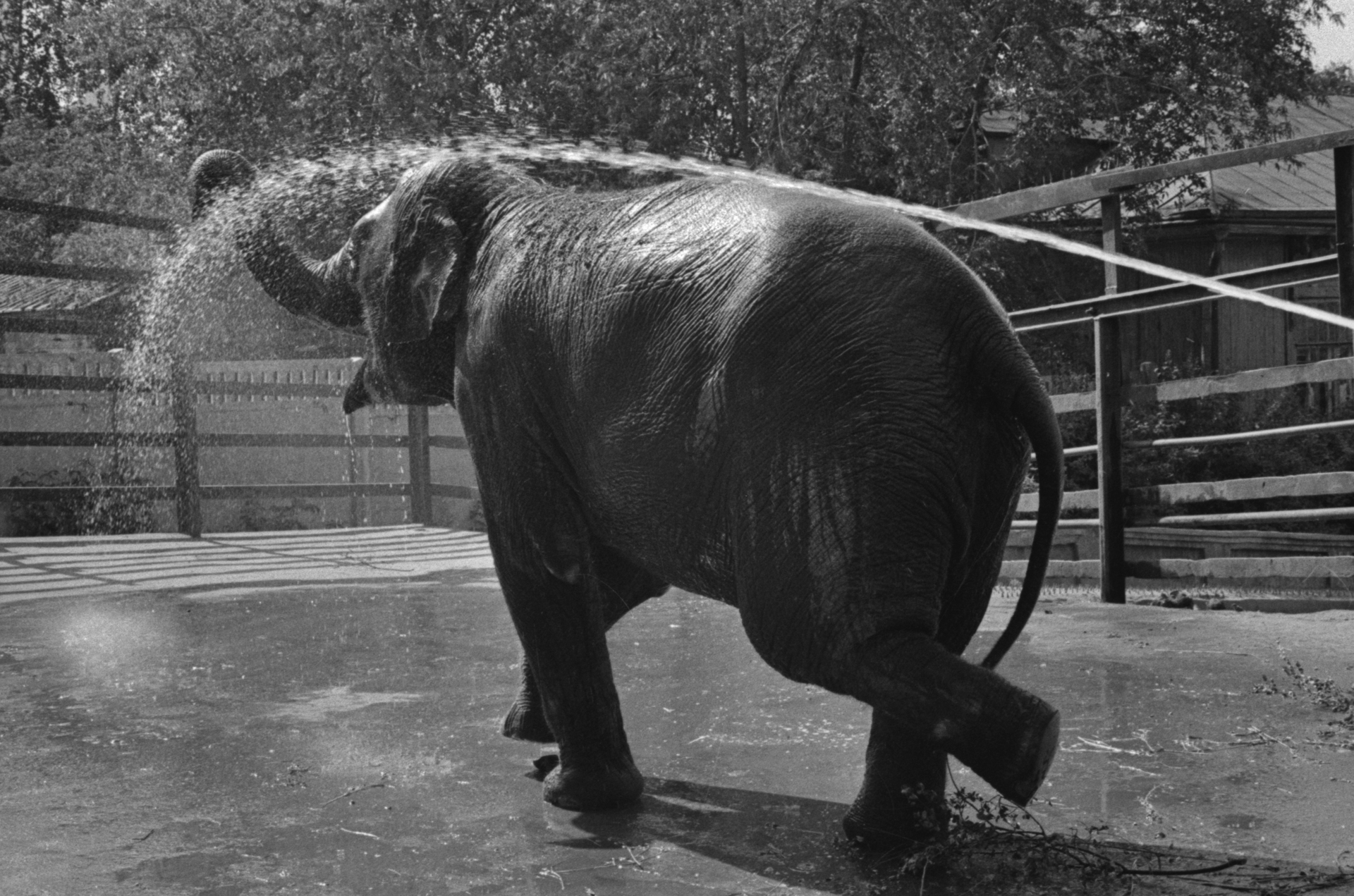 Мэрия напомнила о появлении первого слона в Московском зоопарке