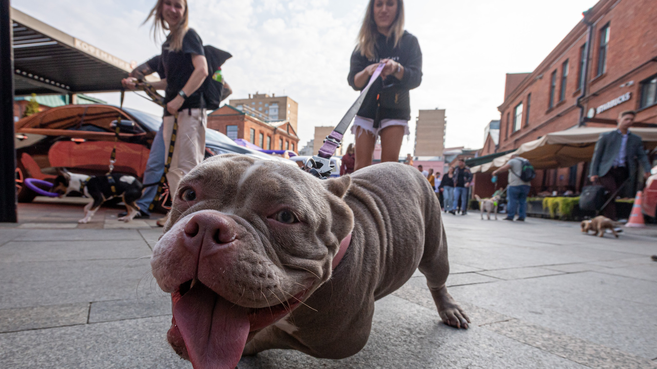 Перечислены симптомы обезвоживания у собак - Мослента