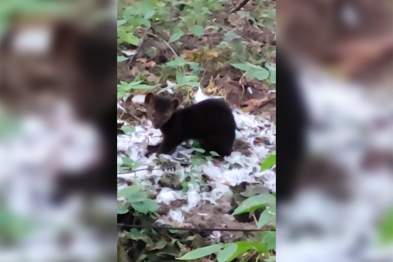 Зверский завтрак хищника в Подмосковье попал на видео - Мослента