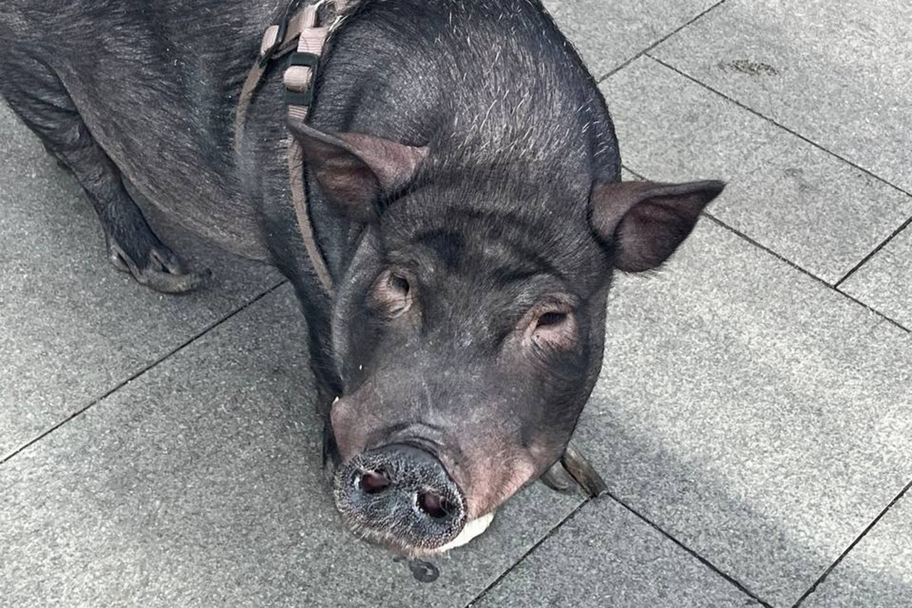 В ресторан в центре Москвы привели свинью
