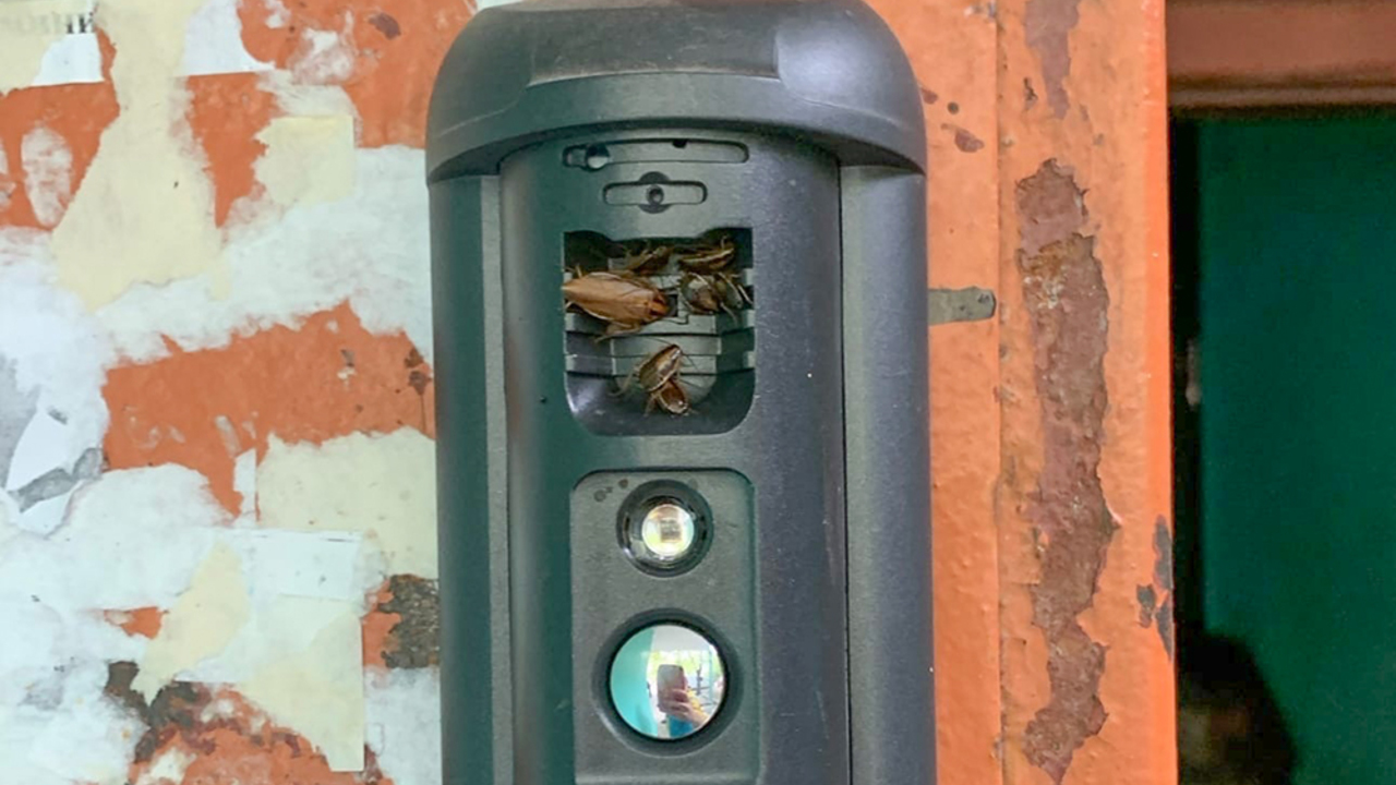 Опубликованы фото нашествия тараканов в Подмосковье - Мослента