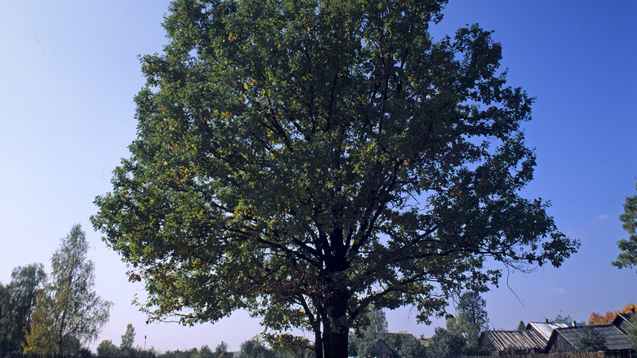Москвичка поделилась воспоминаниями о спасении вековых деревьев в ...