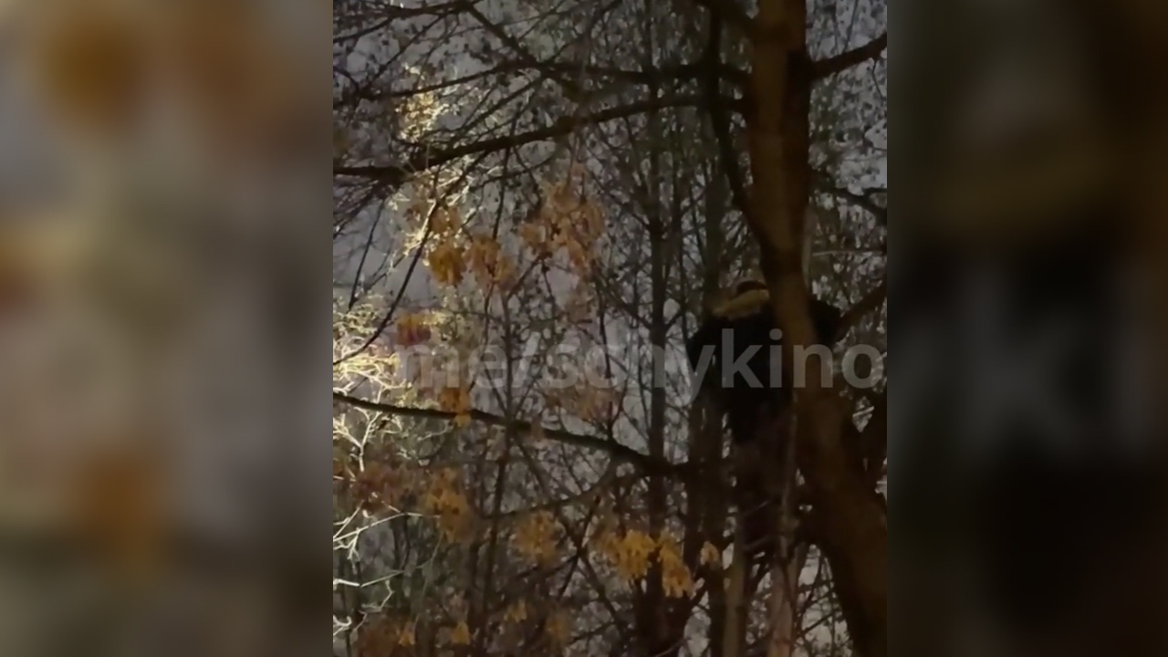 Операция по спасению кота в Москве попала на видео - Мослента