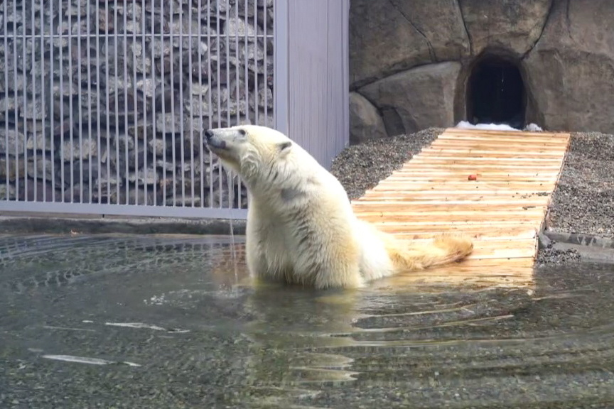 Москвичи смогут наблюдать за жизнью медведя Диксона в столичном зоопарке