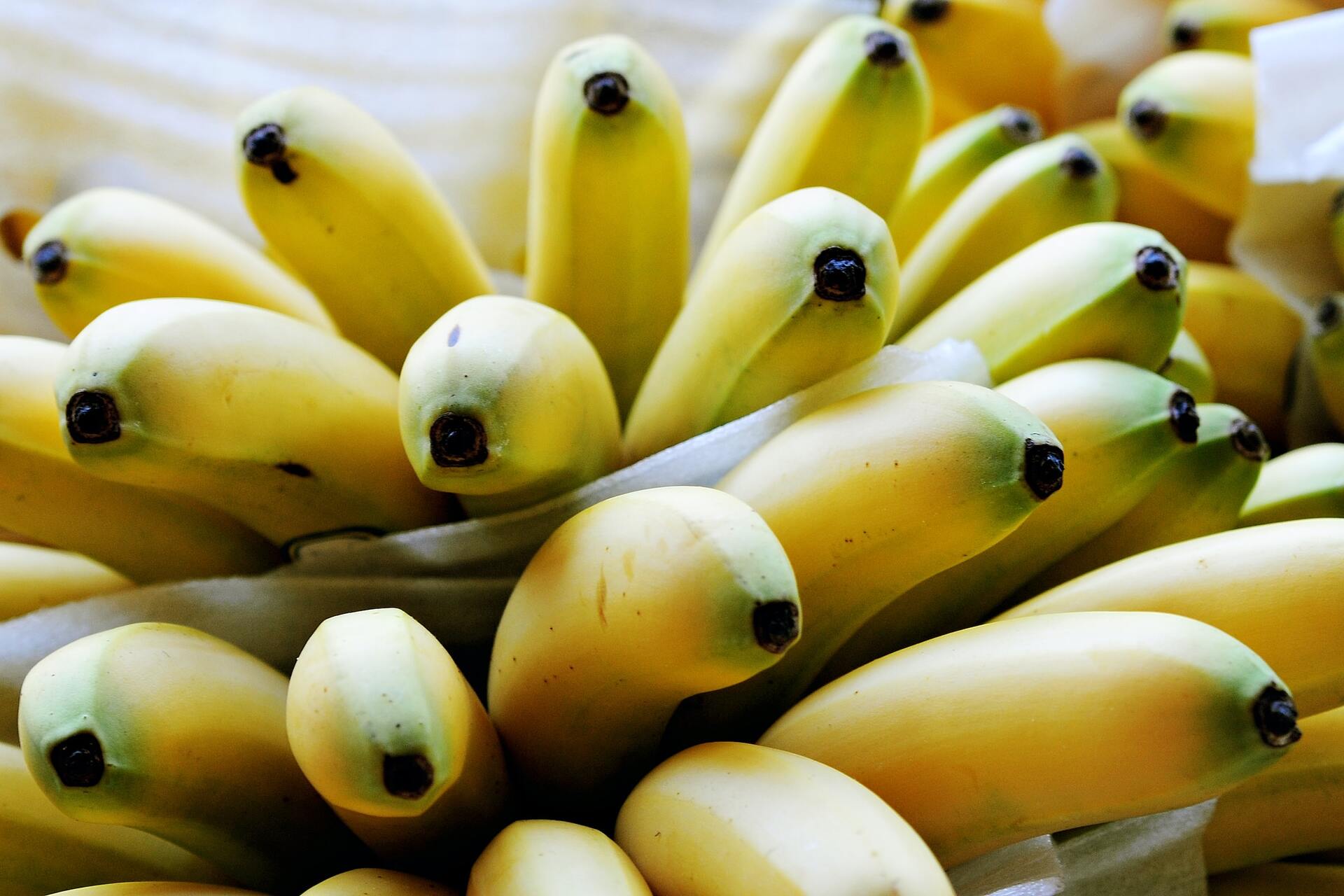 Доктор Мясников назвал основную пользу бананов