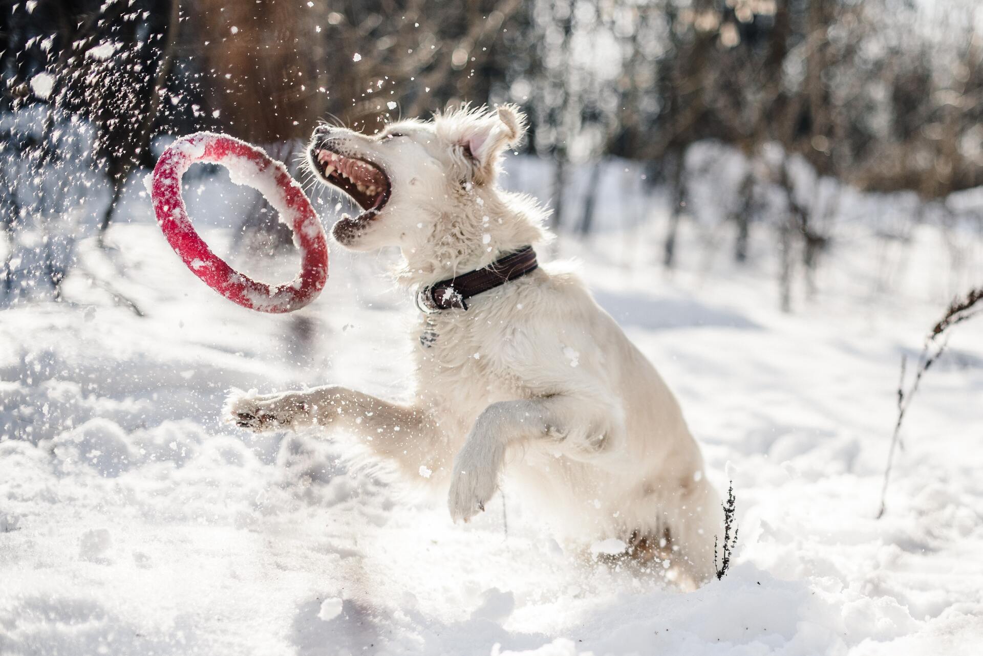 Счастливая собака зима