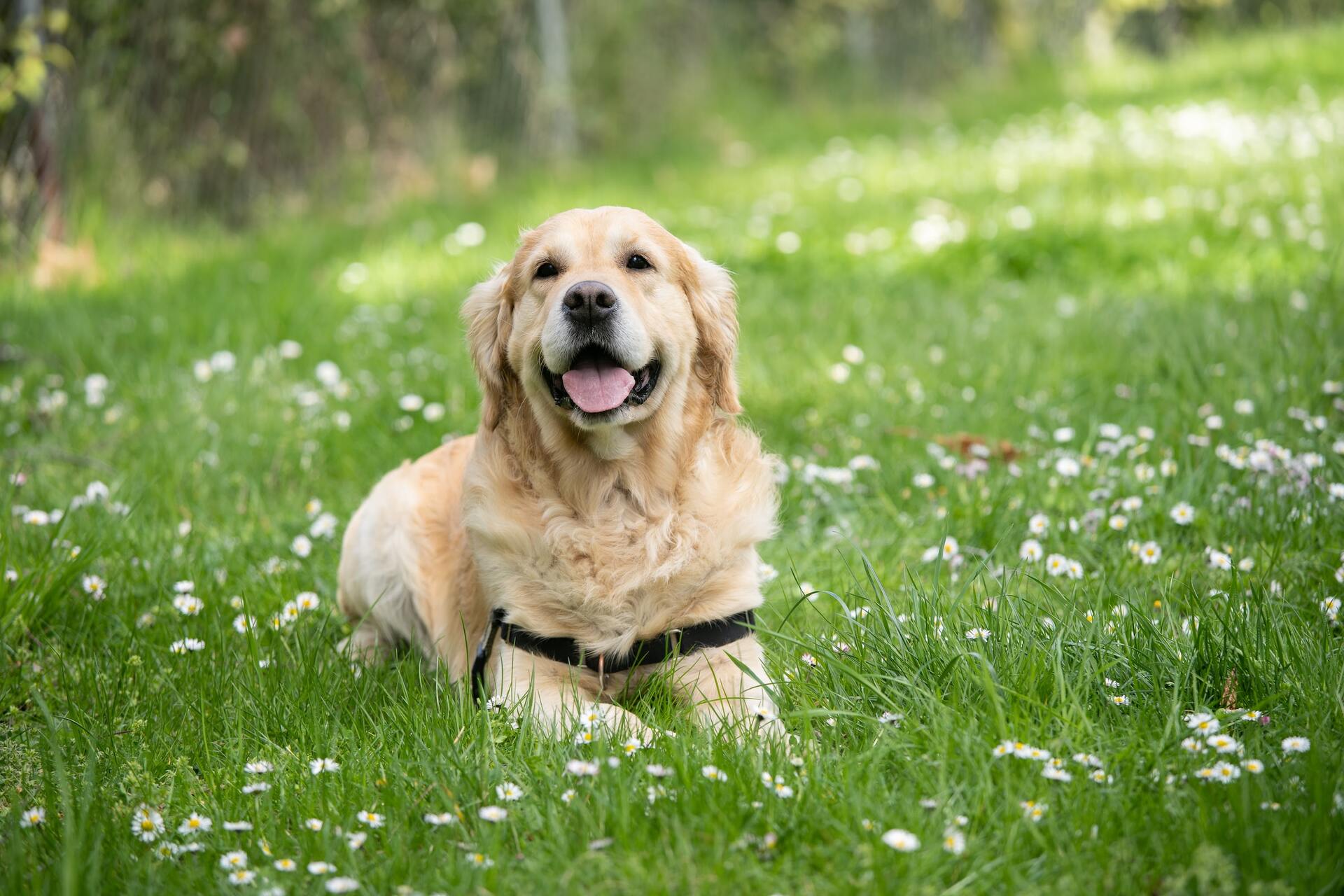Названы наиболее подверженные раку породы собак