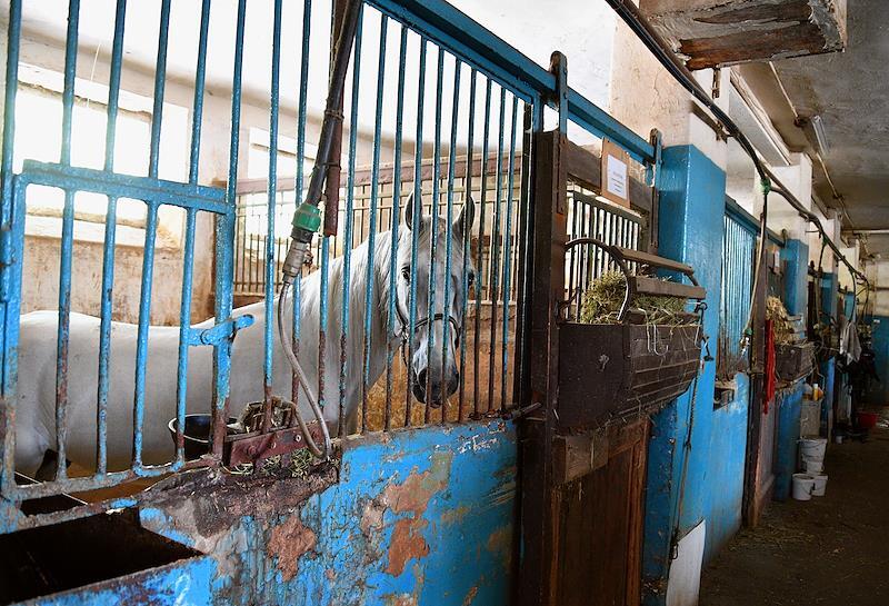 Работник закрывающегося в столице ипподрома опроверг слух об отправке лошадей «на колбасу»