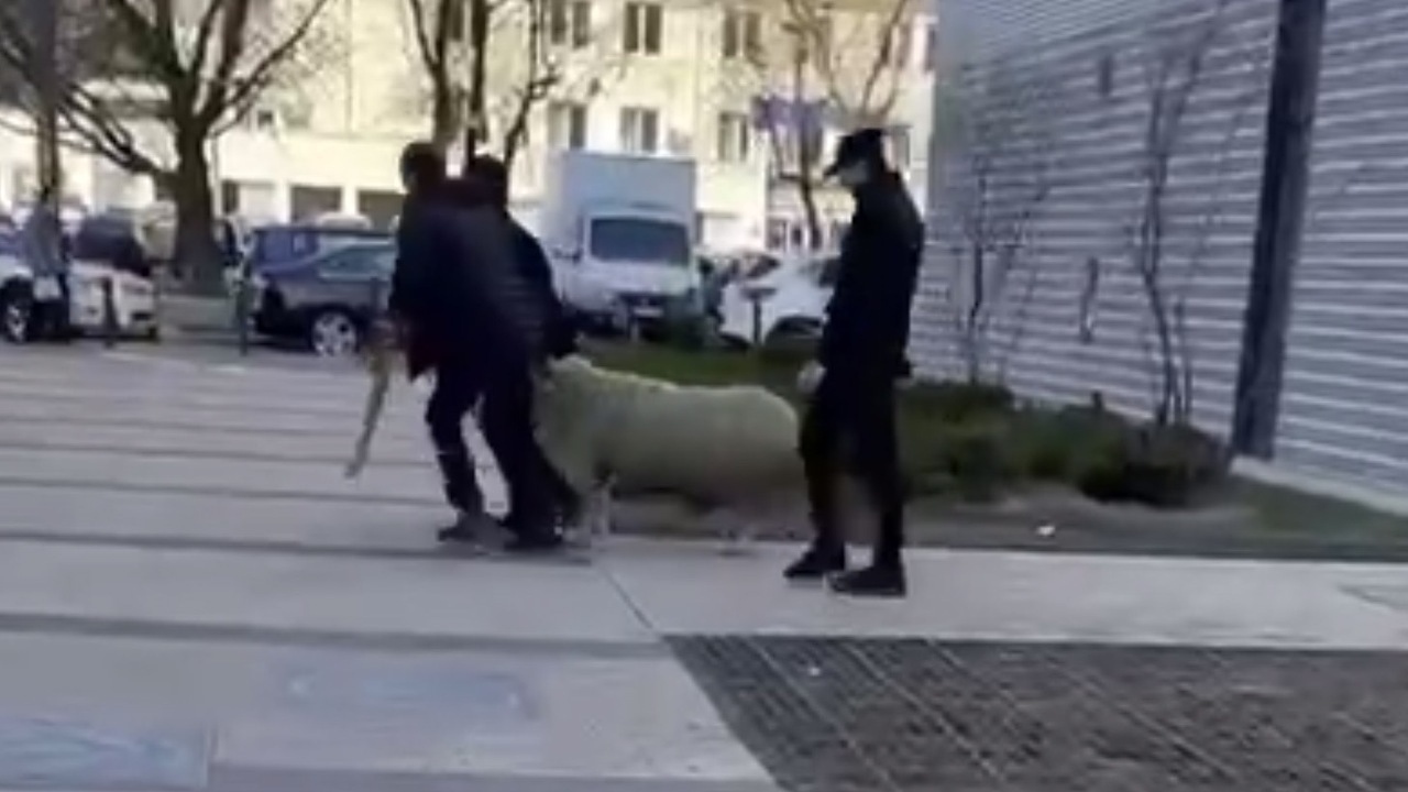 В Москве двое мужчин тащили по улице барана и попали на видео - Мослента