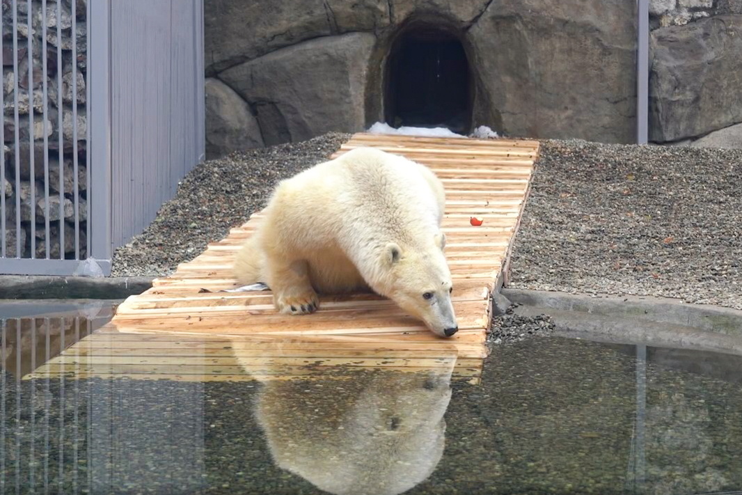  Медведь Диксон в Московском зоопарке научился подавать палочку из вольера и давать пять