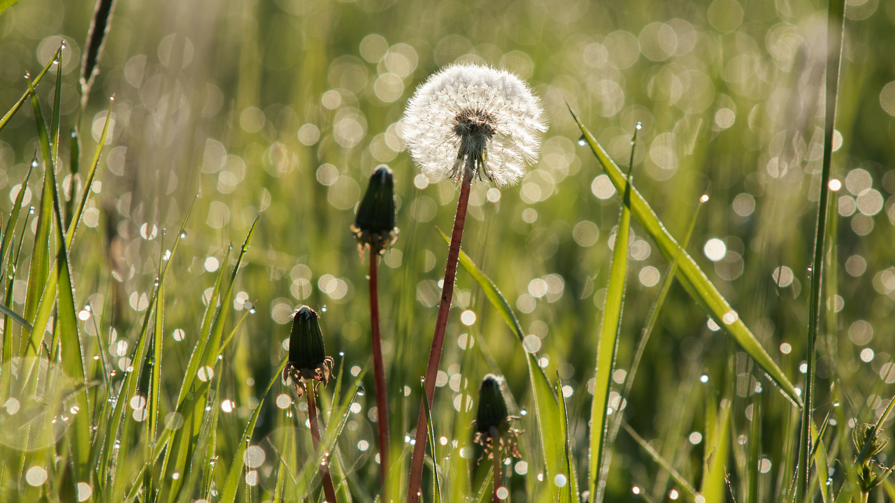 Доктор Мясников посоветовал есть одуванчики - Мослента
