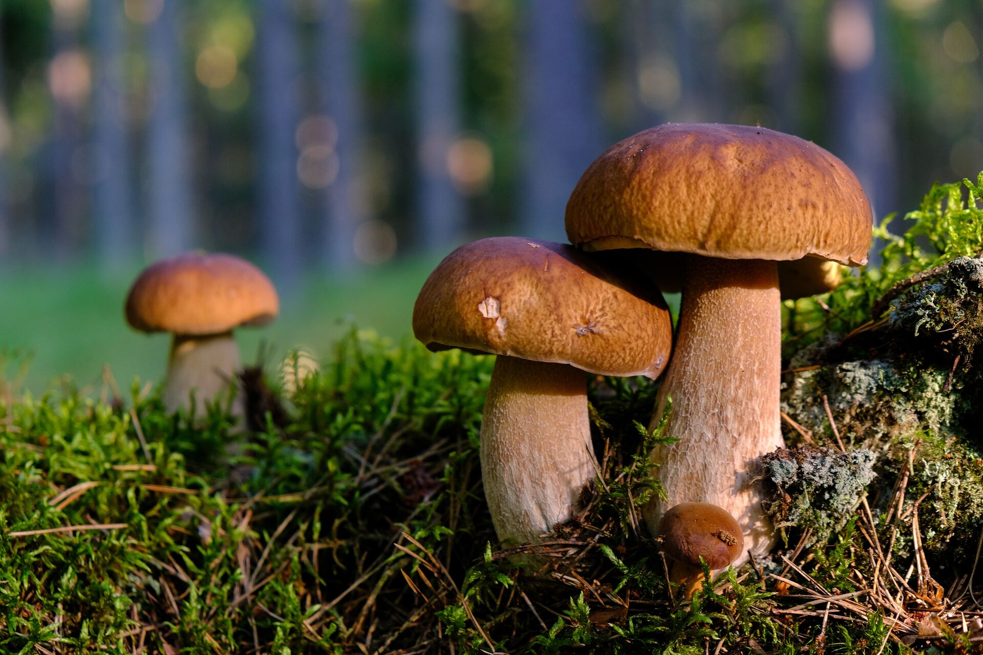 Доктор Мясников назвал грибы плохо усваивающимся продуктом