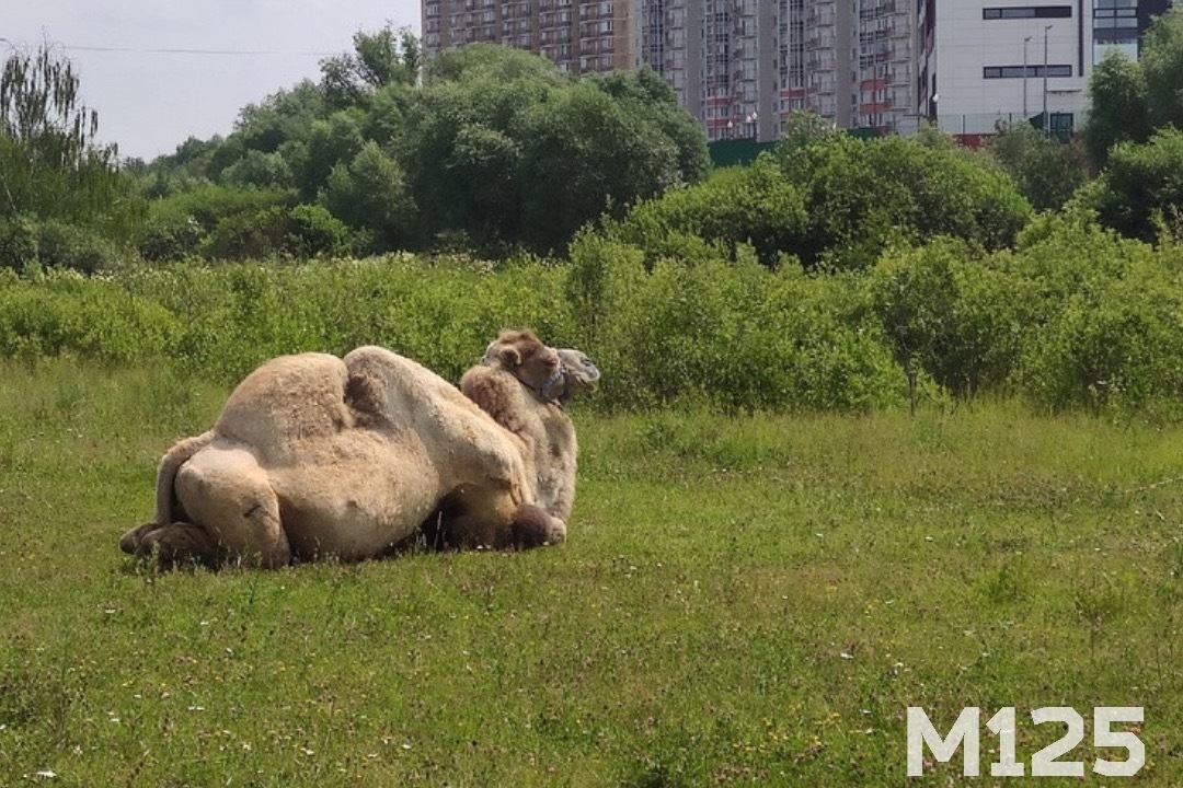 Показать верблюда на картинке