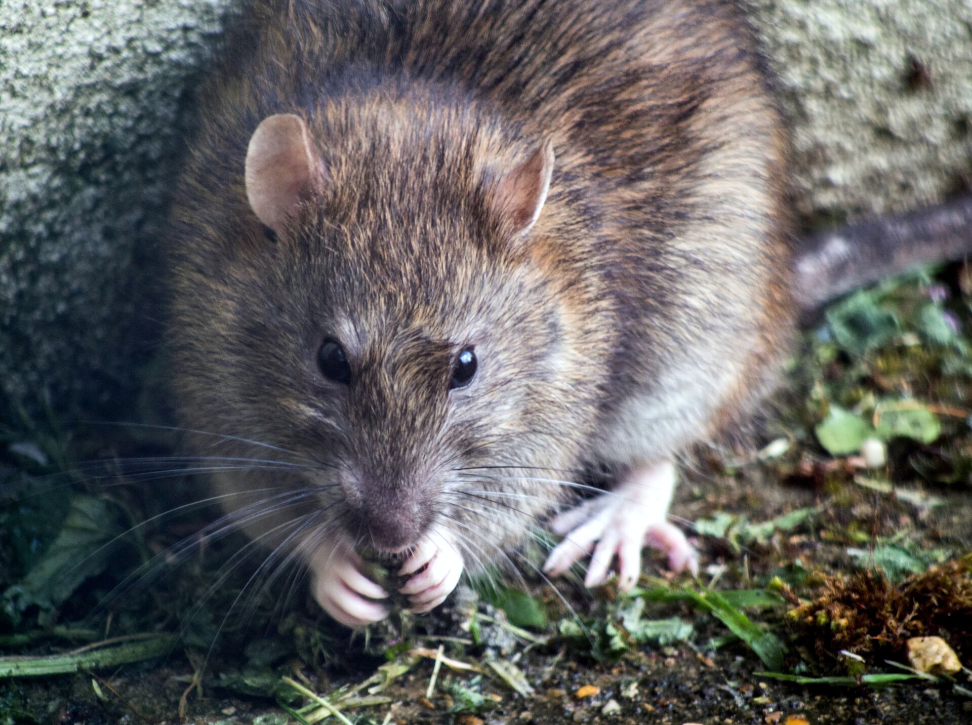 Пробежавшая по полкам магазина в Одинцово крыса возмутила местных жителей