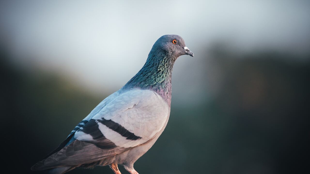Уборщица набросилась на кормящую голубей пенсионерку в Москве - Мослента