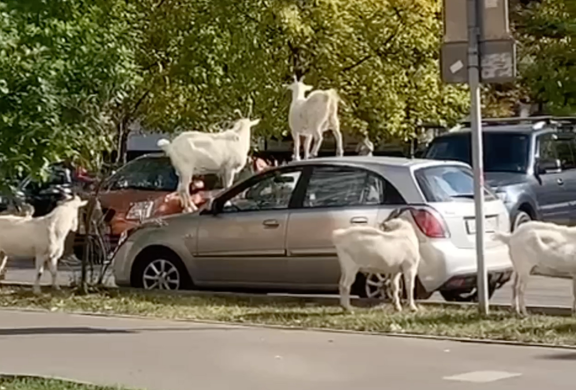 В Москве козы выскользнули из машины и попали на видео