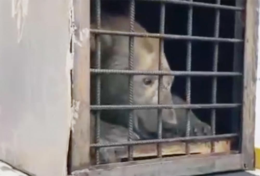 Опубликовано видео операции по спасению умирающей медведицы