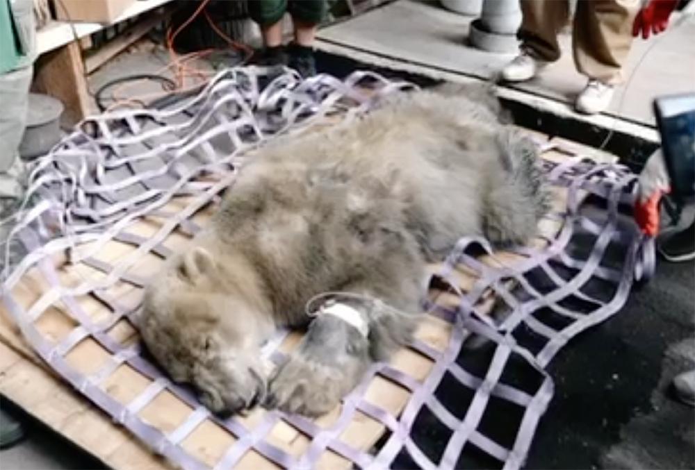 Доставленная в Москву из Норильска раненная медведица оказалась медведем