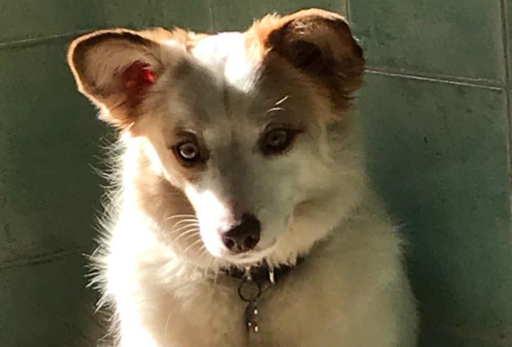 Московский дворовый пес Фрэнк прославился на всю Россию