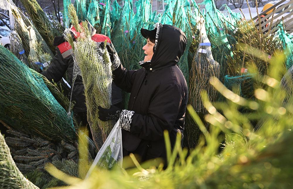 Москвичи назвали причины выбрать живую рождественскую ель вместо искусственной