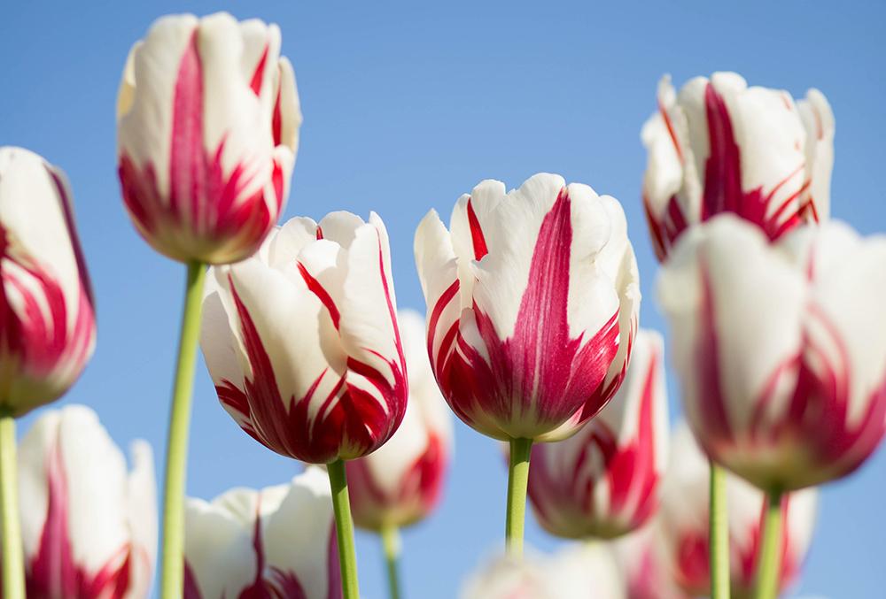 Россиянки назвали самые необычные подарки на 8 Марта