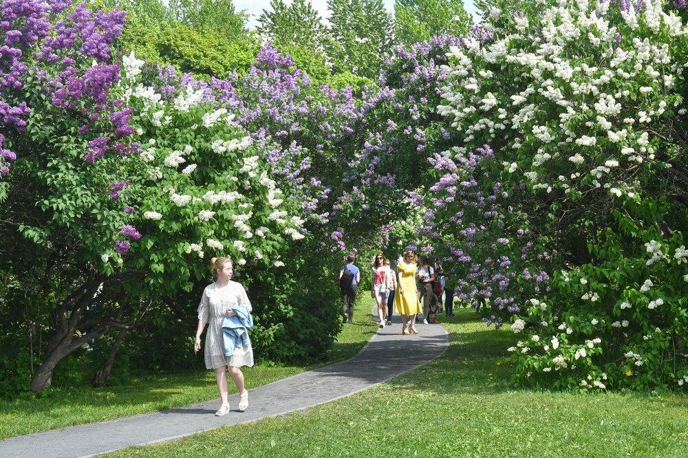 В Москве аномально рано расцвела сирень