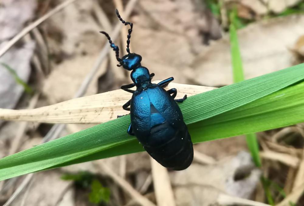 В Москве впервые за 15 лет заметили краснокнижного жука