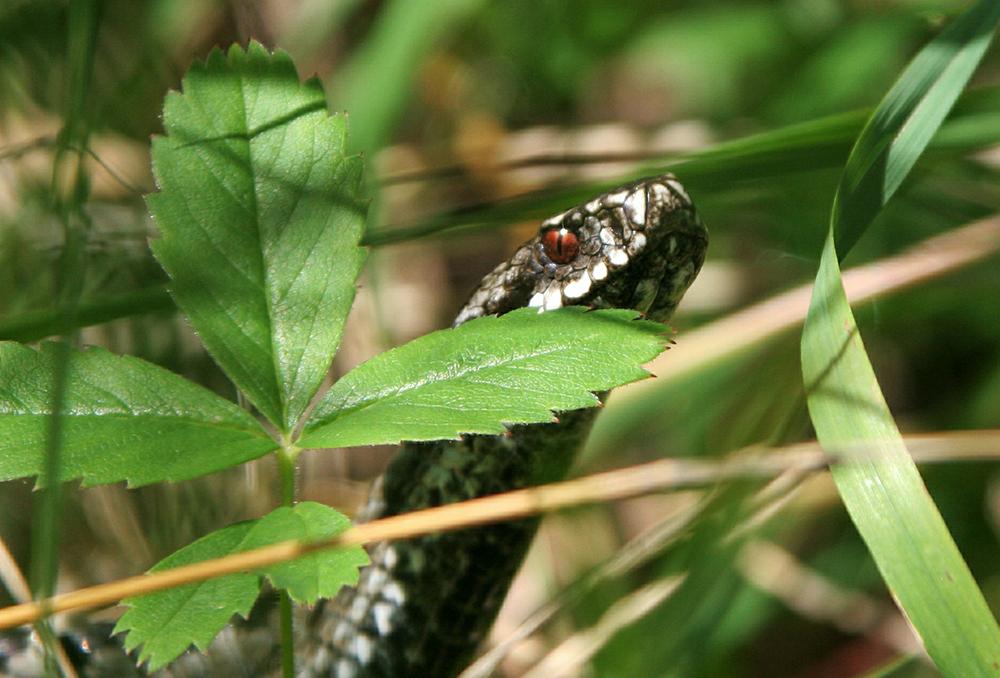 Названы опасные действия при укусе змеи