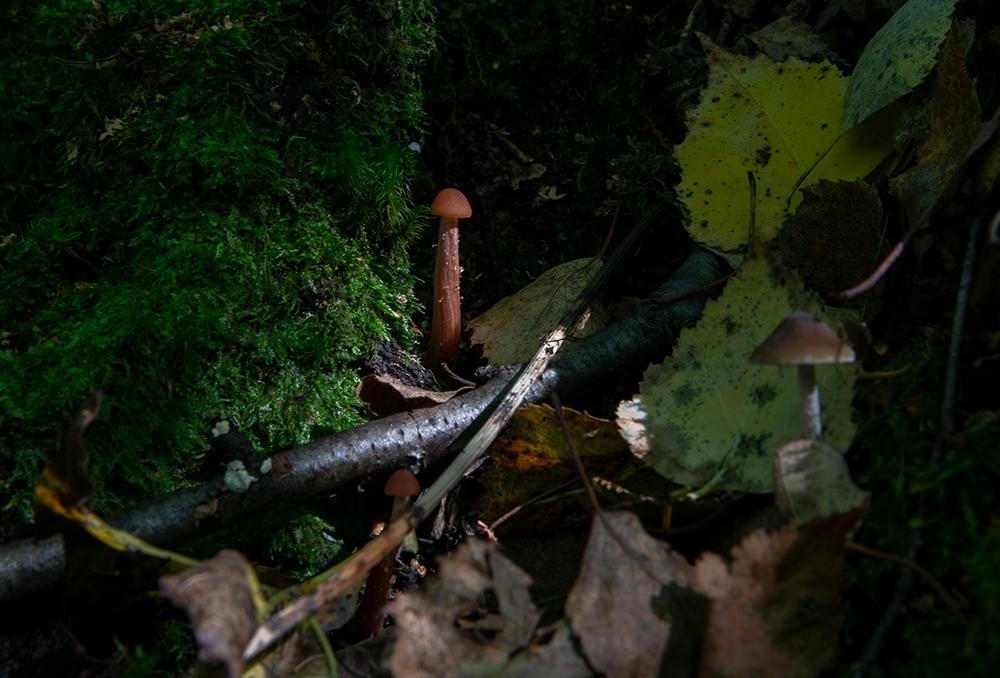 Мать с двумя детьми съели грибы и попали в больницу в Подмосковье