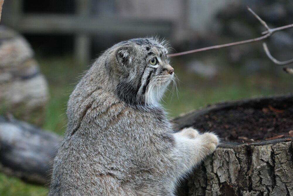 Термин «зажировка» вошел в словарь благодаря манулу Тимофею из Московского зоопарка