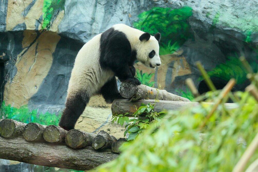 Панде Катюше подарили бамбуковые санки