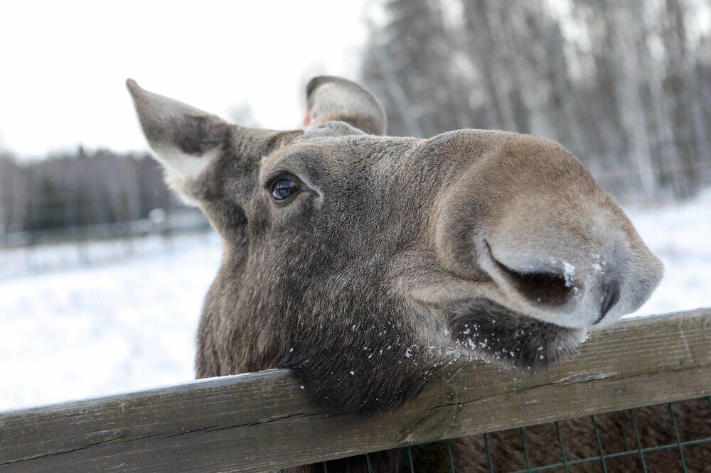 Два лося забрели на стройку в Москве