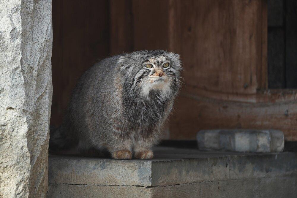 В Московском зоопарке ответили переживающим за «холостяка» Тимофея